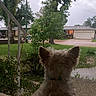 Sparky is registered to the contest to win money with this photo: dog, porch, suburban, house, tree, grass, sidewalk, daytime, cloudy, outdoor, pet, fur, back_view, quiet, street, nature, residential, calm, yard, animal