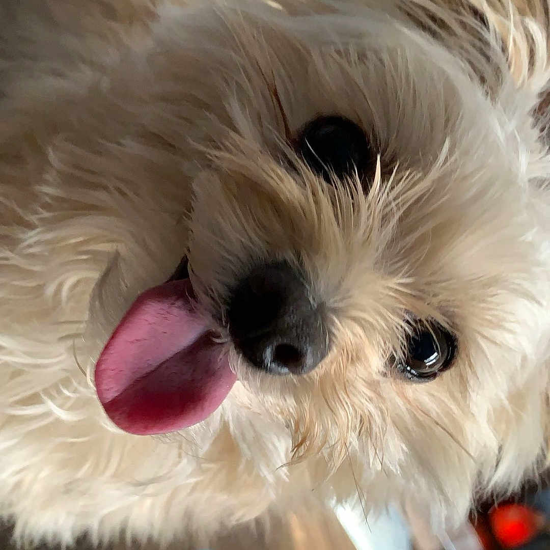 Sparky