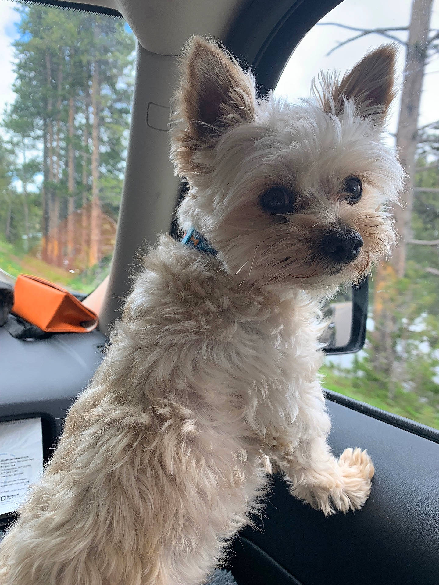 Sparky is registered to the contest to win money with this photo: animal, car_door, car_interior, companion, curious, cute, daylight, dog, ears, fluffy, forest, fur, nature, pet, road_trip, side_view, small_dog, travel, trees, window