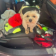 Sparky is registered to the contest to win money with this photo: dog, small_dog, visor_hat, red_cap, car_interior, car_seat, clothing, leash, reflective_vest, pet, curious, seat, travel, stuff, accessories, furry, companion, vehicle, sunlight, adventure