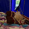 Sparky is registered to the contest to win money with this photo: animal, back_view, blanket, blue_tent, camping, car, cozy, daylight, dog, fabric, fluffy, fur, greenery, outdoor, patterned_blanket, pet, relaxing, resting, tent, white_dog