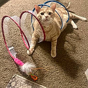 Apollo is registered to the contest to win money with this photo: cat, orange_tabby, carpet, toy, mesh_loops, curious, pet, indoor, playful, fur, whiskers, animal, relaxed, paws, collar, light, shadow, home, floor, closeup