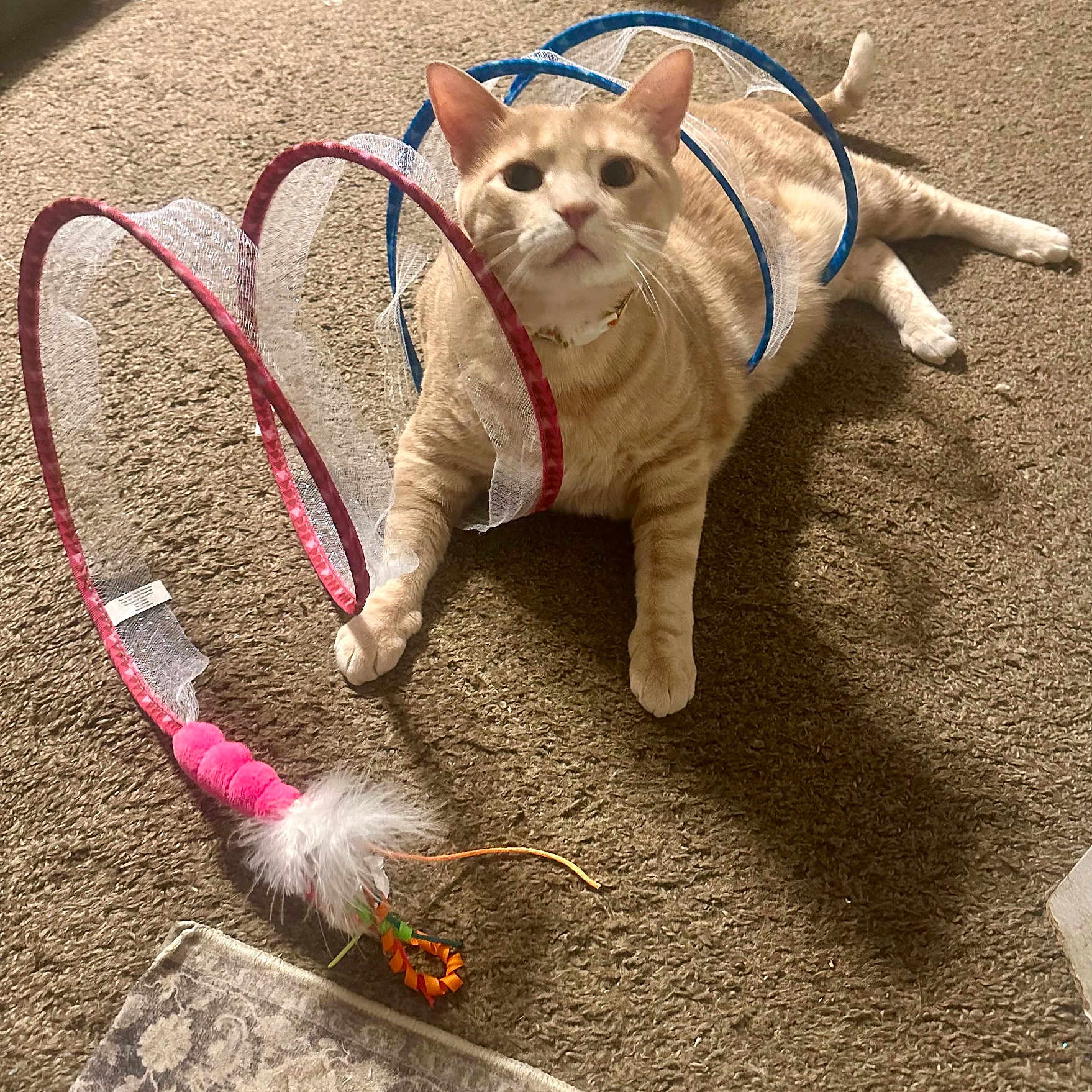 Apollo