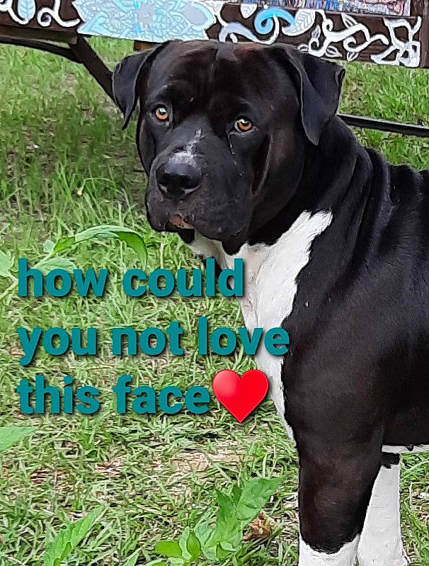 Blake joined the competition — help win amazing prizes! advertising, carnivore, collar, companion_dog, dog, dog_breed, dog_collar, dog_supply, fawn, font, grass, happy, logo, people_in_nature, pet_supply, photo_caption, poster, snout, sporting_group, working_animal