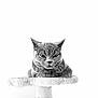 cat, grumpy, black_and_white, pet, feline, animal, indoor, portrait, cat_tree, fur, whiskers, ears, eyes, looking, resting, closeup, sharp_focus, minimalism, soft_texture, sitting