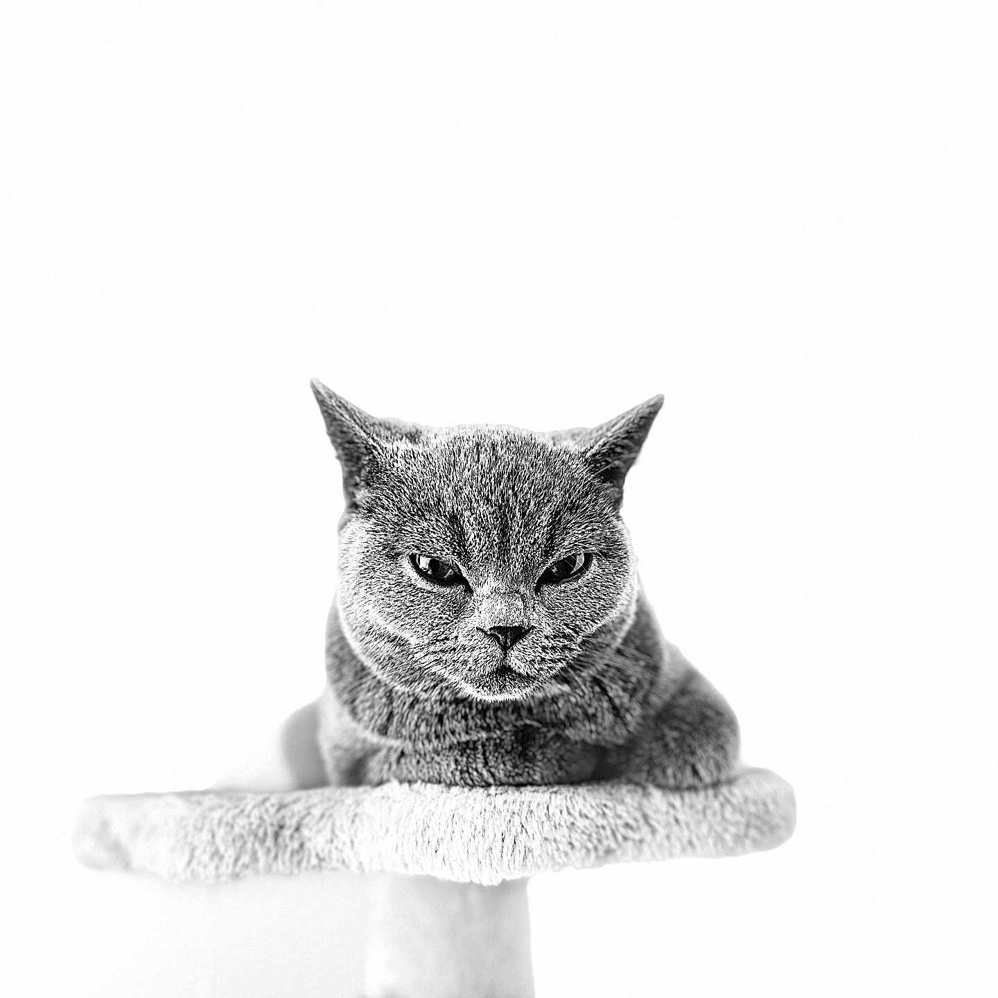 Liily is registered to the contest to win money with this photo: animal, black_and_white, cat, cat_tree, closeup, ears, eyes, feline, fur, grumpy, indoor, looking, minimalism, pet, portrait, resting, sharp_focus, sitting, soft_texture, whiskers