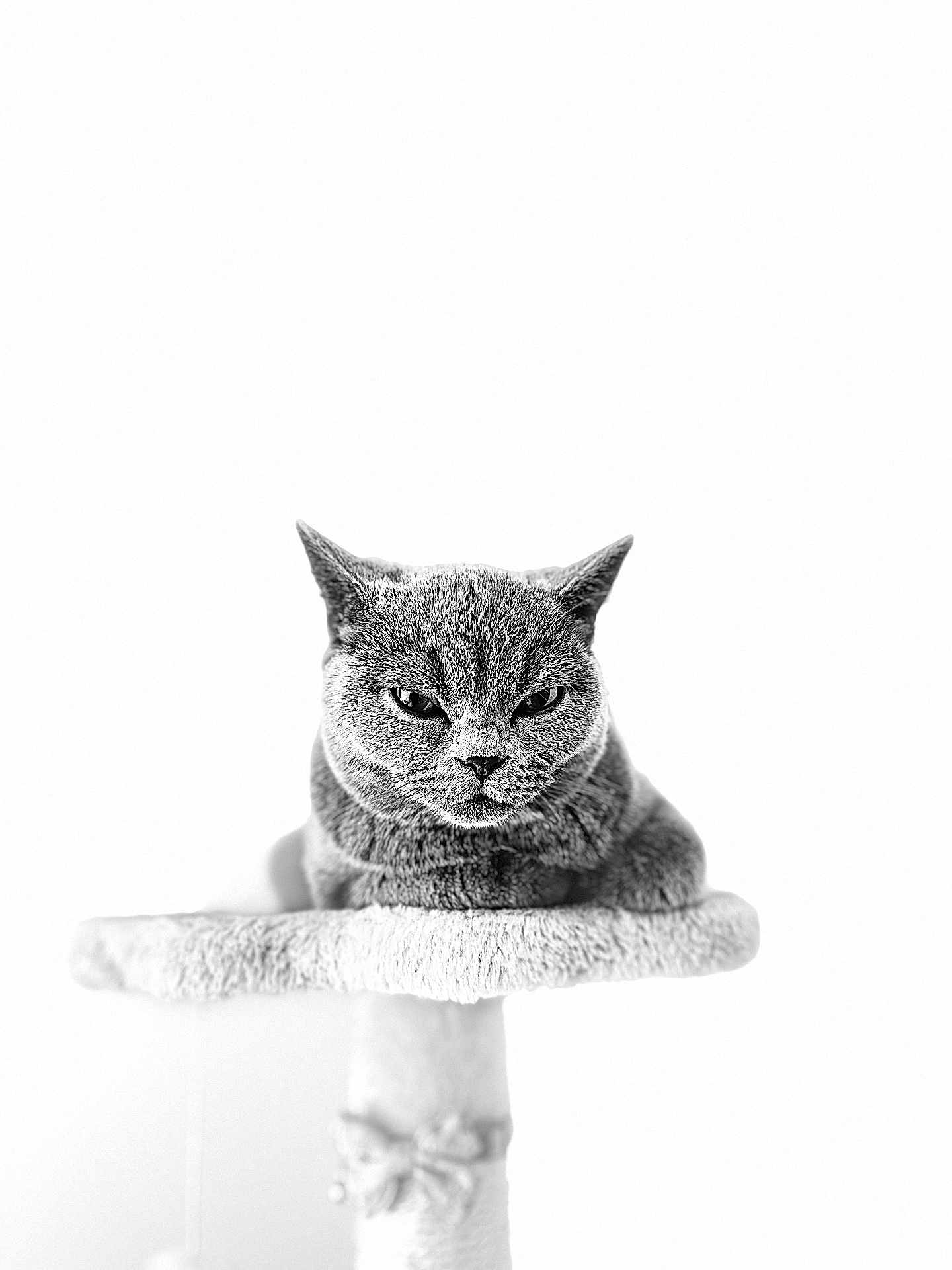 Liily is registered to the contest to win money with this photo: cat, grumpy, black_and_white, pet, feline, animal, indoor, portrait, cat_tree, fur, whiskers, ears, eyes, looking, resting, closeup, sharp_focus, minimalism, soft_texture, sitting