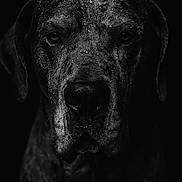 Taïko participe au concours pour gagner de l'argent avec cette photo : dog, portrait, black_and_white, close_up, wet, texture, animal, pet, canine, moody, dark_background, face, expression, studio_shot, detail, fur, eyes, head, muzzle, shadow
