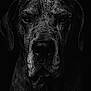 dog, portrait, black_and_white, close_up, wet, texture, animal, pet, canine, moody, dark_background, face, expression, studio_shot, detail, fur, eyes, head, muzzle, shadow
