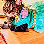 Layla joined the competition — help win amazing prizes! cat, tabby_cat, pet, costume, dress, flower, collar, hardwood_floor, indoor, portrait, whiskers, green_dress, pink_flower, gold_trim, paw, ears, eyes, feline, relaxed, sitting