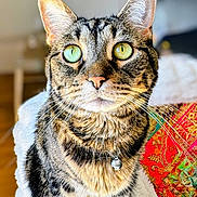 Layla joined the competition — help win amazing prizes! cat, tabby_cat, pet, close_up, portrait, green_eyes, whiskers, bell, collar, indoor, cozy, fur, stripes, focused, looking_up, bokeh, blanket, colorful_textile, sunlight, nose
