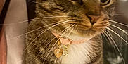 Josie is registered to the contest to win money with this photo: cat, tabby, pet, close_up, collar, whiskers, indoor, curious, animal, feline, ears, fur, charm, pink, cute, domestic, face, portrait, adorable, soft_light