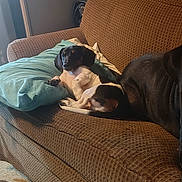 Buster joined the competition — help win amazing prizes! animal, brown, canine, companion, couch, cozy, cute, dog, domestic, furniture, home, indoor, laying, living_room, pet, pillow, relaxed, resting, teal, texture