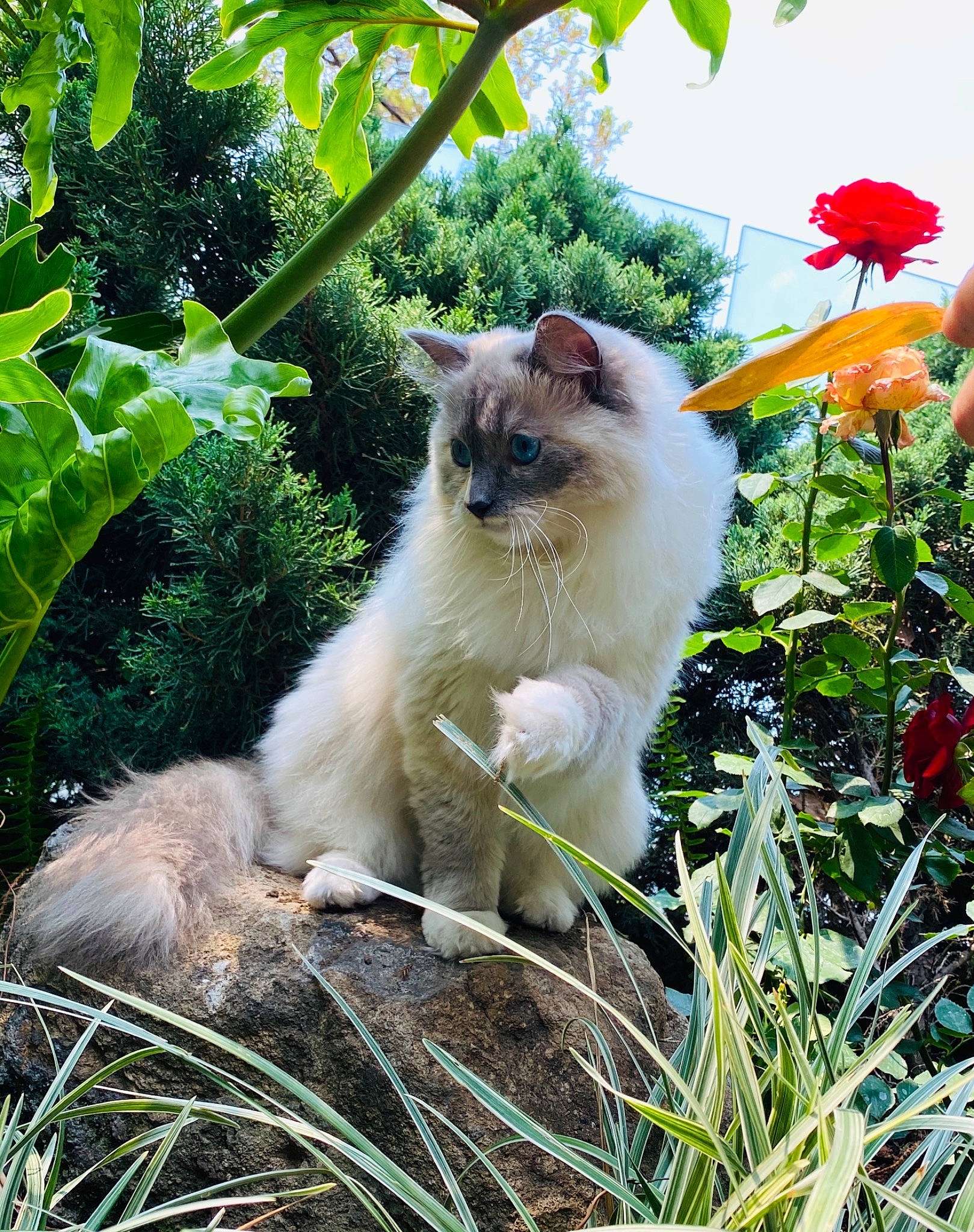 Aqua is registered to the contest to win money with this photo: annual_plant, botany, carnivore, cat, fawn, felidae, flower, flowering_plant, fur, grass, groundcover, mammal, plant, siamese, sky, small_to_medium_sized_cats, tail, tree, vertebrate, whiskers