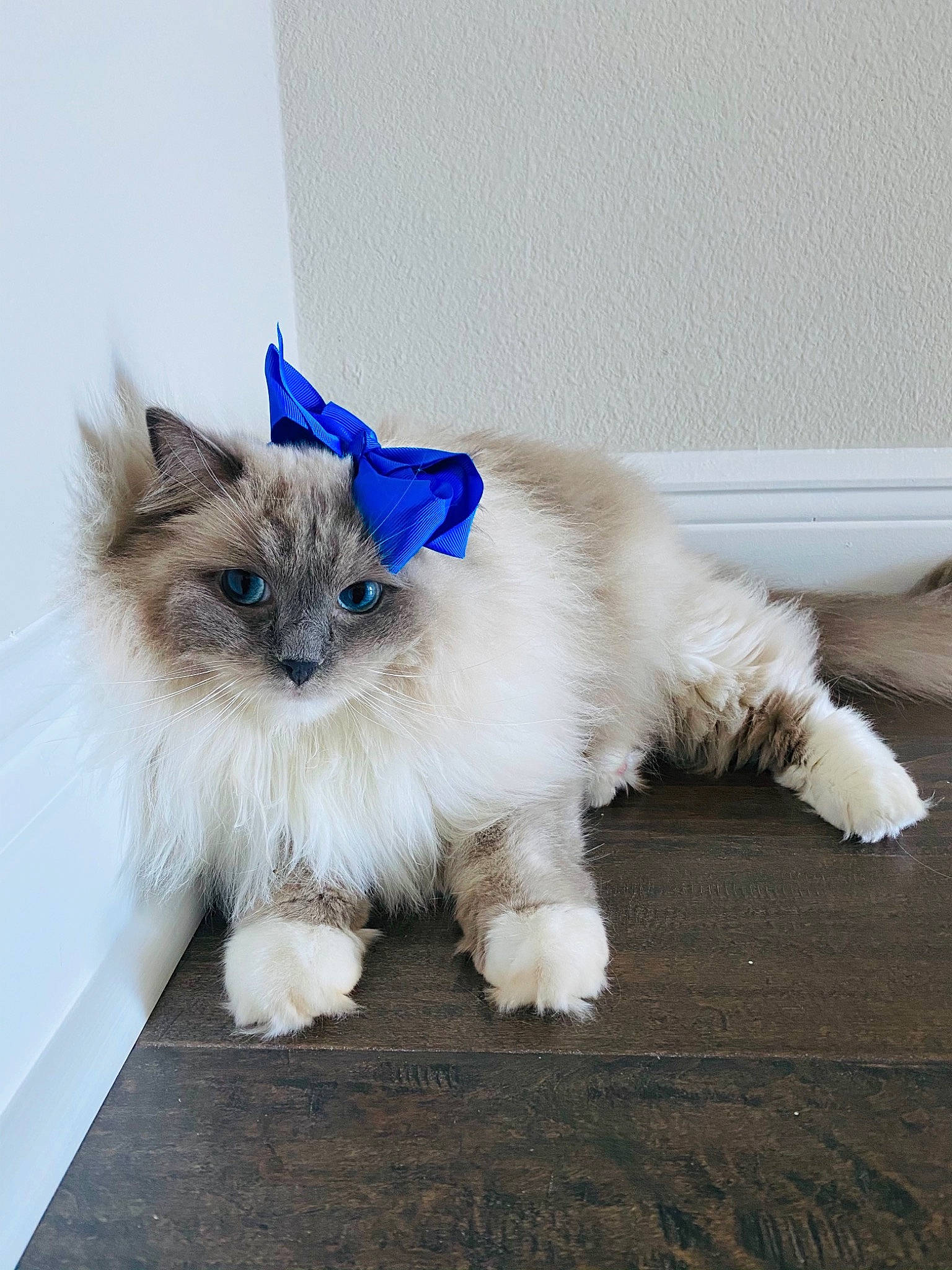 Asha joined the competition — help win amazing prizes! british_longhair, carnivore, cat, chair, claw, companion_dog, electric_blue, fashion_accessory, fawn, felidae, flooring, fur, iris, paw, ragdoll, sitting, small_to_medium_sized_cats, snout, tail, whiskers