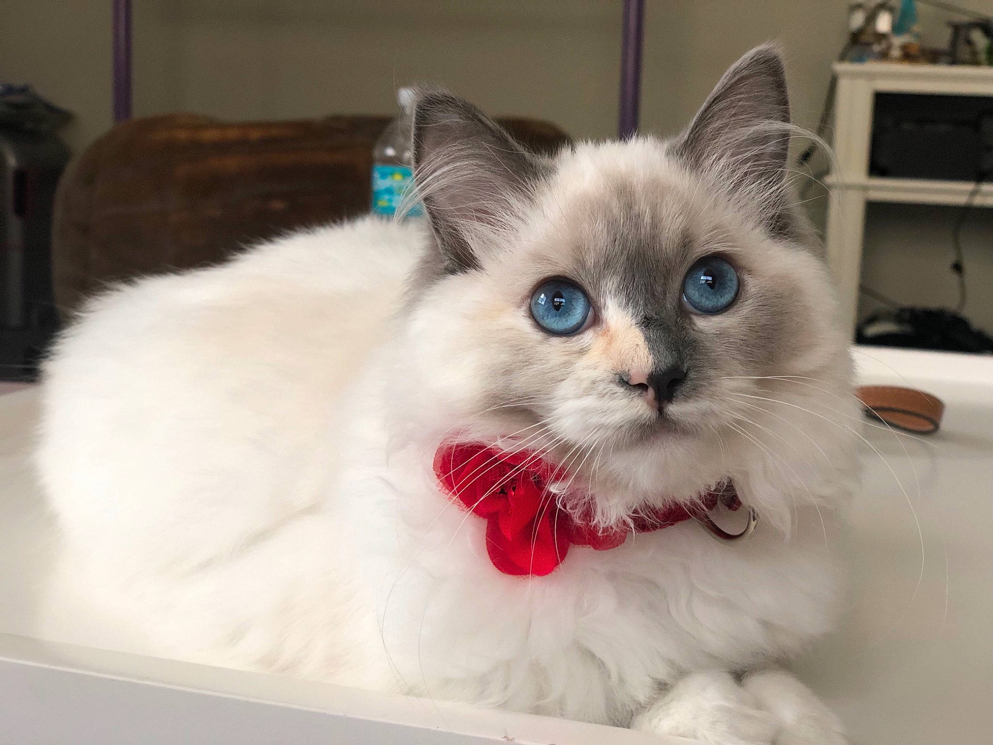 Acqua joined the competition — help win amazing prizes! asian, balinese, birman, burmilla, carnivore, cat, colorpoint_shorthair, domestic_long_haired_cat, ear, eye, felidae, iris, kitten, mammal, ragdoll, small_to_medium_sized_cats, thai, tonkinese, vertebrate, whiskers