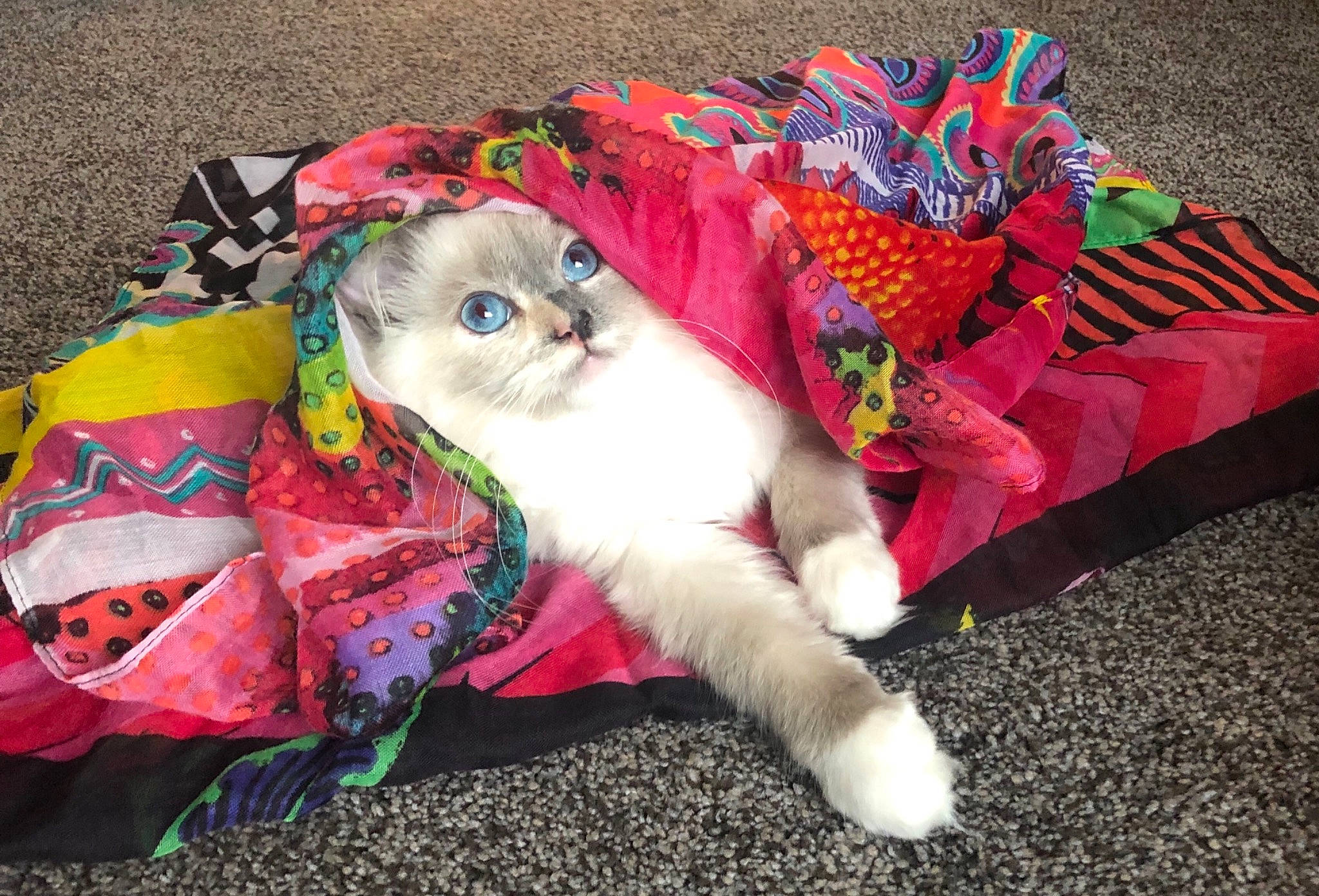 Acqua is registered to the contest to win money with this photo: carnivore, cat, dog_clothes, felidae, fur, kitten, play, scottish_fold, small_to_medium_sized_cats, tail, textile, whiskers