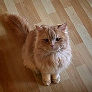 Leo is registered to the contest to win money with this photo: cat, orange_cat, fluffy, pet, animal, feline, sitting, wooden_floor, indoor, cute, fur, tail, ears, whiskers, domestic_animal, looking_up, calm, soft_light, portrait, eyes