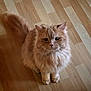 animal, calm, cat, cute, domestic_animal, ears, eyes, feline, fluffy, fur, indoor, looking_up, orange_cat, pet, portrait, sitting, soft_light, tail, whiskers, wooden_floor