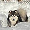 Tino is registered to the contest to win money with this photo: dog, husky, snow, outdoor, winter, animal, pet, fur, canine, cold, nature, fence, chain_link_fence, eyes, fluffy, portrait, mammal, standing, landscape, daylight