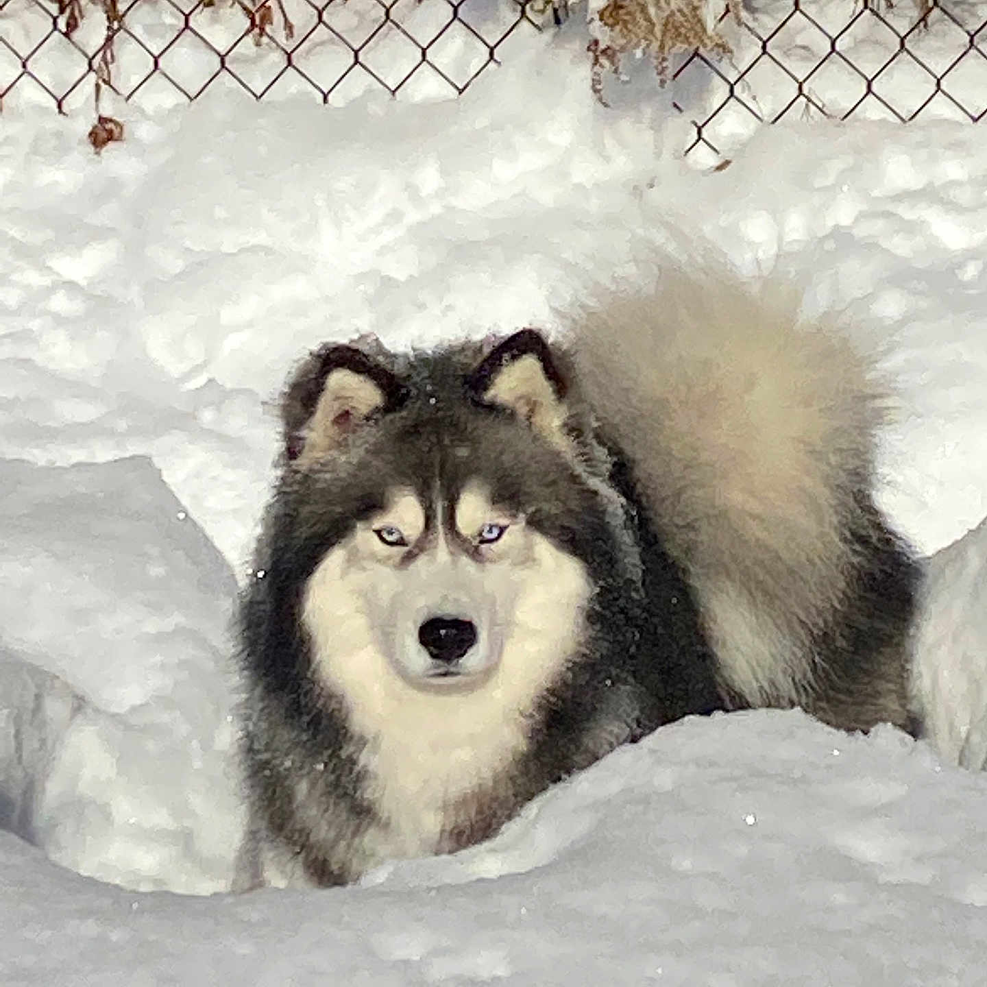 Tino is registered to the contest to win money with this photo: dog, husky, snow, outdoor, winter, animal, pet, fur, canine, cold, nature, fence, chain_link_fence, eyes, fluffy, portrait, mammal, standing, landscape, daylight