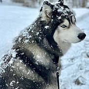 Tino is registered to the contest to win money with this photo: dog, husky, snow, winter, outdoor, animal, fur, blue_eyes, nature, pet, portrait, canine, cold, forest, snowflakes, leash, muzzle, black_and_white, side_view, animal_portrait