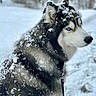 dog, husky, snow, winter, outdoor, animal, fur, blue_eyes, nature, pet, portrait, canine, cold, forest, snowflakes, leash, muzzle, black_and_white, side_view, animal_portrait