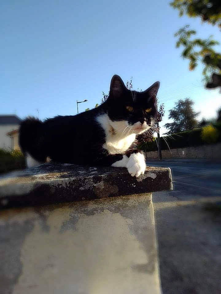 Finette a rejoint le concours — aidez-le/la à gagner de superbes lots ! asphalt, carnivore, cat, cloud, domestic_short_haired_cat, felidae, fur, grass, mammal, plant, road_surface, roof, sky, small_to_medium_sized_cats, snout, tail, tints_and_shades, tree, vertebrate, whiskers