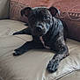 Reya a rejoint le concours — aidez-le/la à gagner de superbes lots ! puppy, dog, brindle, couch, leather, indoor, pet, animal, canine, young, relaxed, looking, blanket, furniture, home, domestic, cute, lying, resting, companion