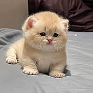 Bean joined the competition — help win amazing prizes! kitten, cat, fluffy, cream_colored, cute, pet, animal, young, small, fur, whiskers, pink_nose, lying_down, soft_surface, indoor, close_up, adorable, curious, domestic_cat, feline