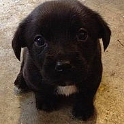 Nilly is registered to the contest to win money with this photo: puppy, dog, black_dog, young, pet, animal, cute, sitting, looking_up, floor, concrete, indoor, small, fur, adorable, companion, domestic_animal, mammal, face, eyes