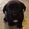 puppy, dog, black_dog, young, pet, animal, cute, sitting, looking_up, floor, concrete, indoor, small, fur, adorable, companion, domestic_animal, mammal, face, eyes