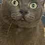 Starfire joined the competition — help win amazing prizes! cat, gray_cat, close_up, green_eyes, whiskers, ears, pet, feline, curious, fur, animal, portrait, indoor, looking, cute, mammal, face, nose, alert, soft_background
