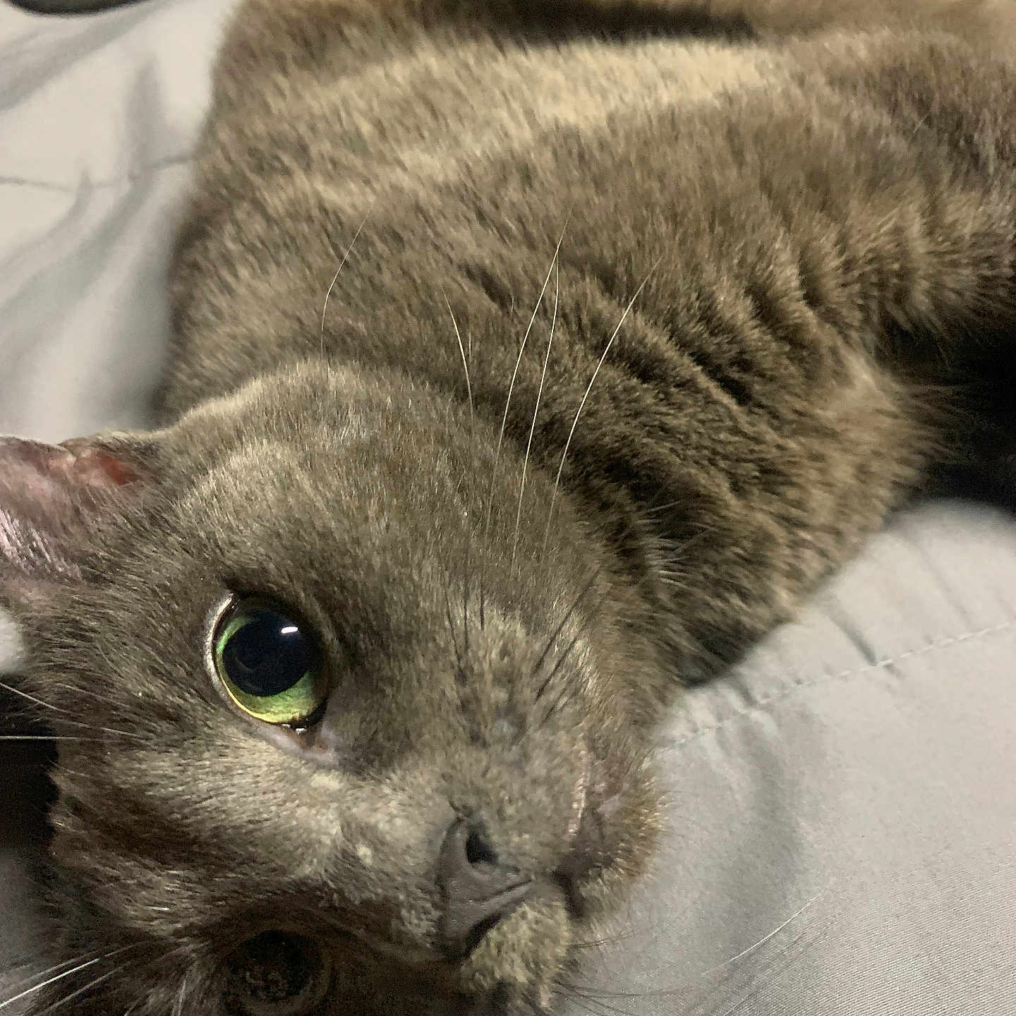 Starfire joined the competition — help win amazing prizes! animal, bed, cat, close_up, curious, cute, fabric, feline, fur, gray_cat, green_eyes, indoor, lying_down, mammal, pet, portrait, relaxed, sleepy, tabby, whiskers