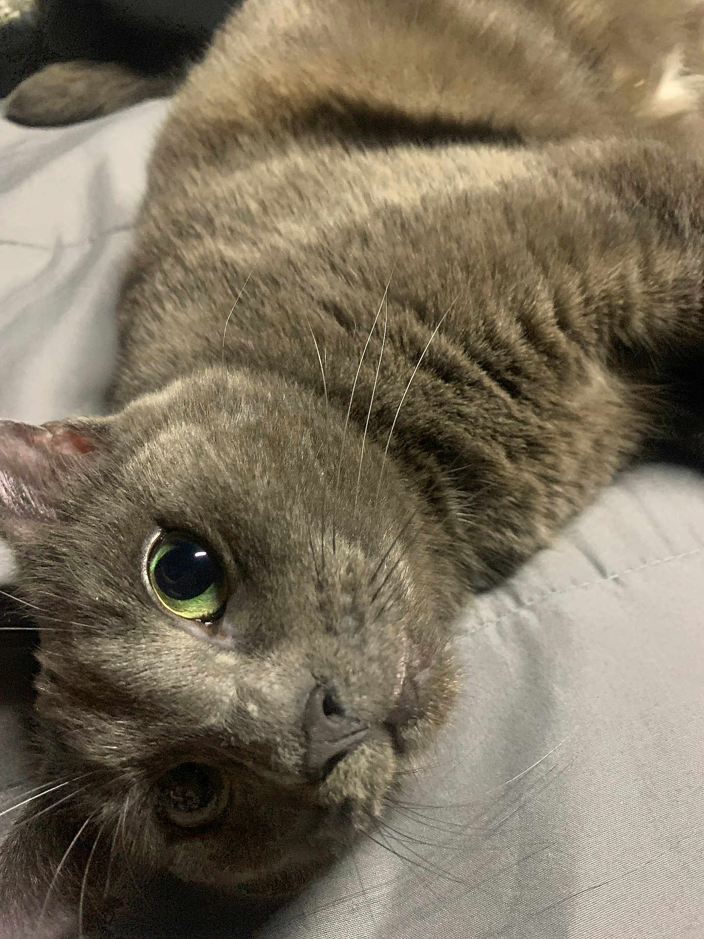Starfire joined the competition — help win amazing prizes! cat, gray_cat, tabby, close_up, whiskers, green_eyes, pet, feline, lying_down, indoor, bed, fabric, curious, animal, cute, fur, mammal, relaxed, portrait, sleepy