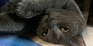 Starfire is registered to the contest to win money with this photo: cat, gray_cat, pet, animal, feline, sleepy, cozy, blanket, indoor, relaxed, paw, fur, closeup, cute, resting, domestic_cat, whiskers, face, nose, ear