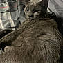 Starfire joined the competition — help win amazing prizes! cat, gray_cat, pet, animal, feline, bed, blanket, indoor, fur, whiskers, ears, relaxed, resting, cute, sleepy, cozy, domestic, mammal, comfort, portrait