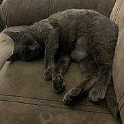 Starfire is registered to the contest to win money with this photo: cat, sleeping, gray_cat, couch, indoor, pet, feline, fur, relaxing, cozy, animal, resting, paw, whiskers, domestic_cat, soft, home, furniture, nap, lazy