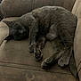 cat, sleeping, gray_cat, couch, indoor, pet, feline, fur, relaxing, cozy, animal, resting, paw, whiskers, domestic_cat, soft, home, furniture, nap, lazy
