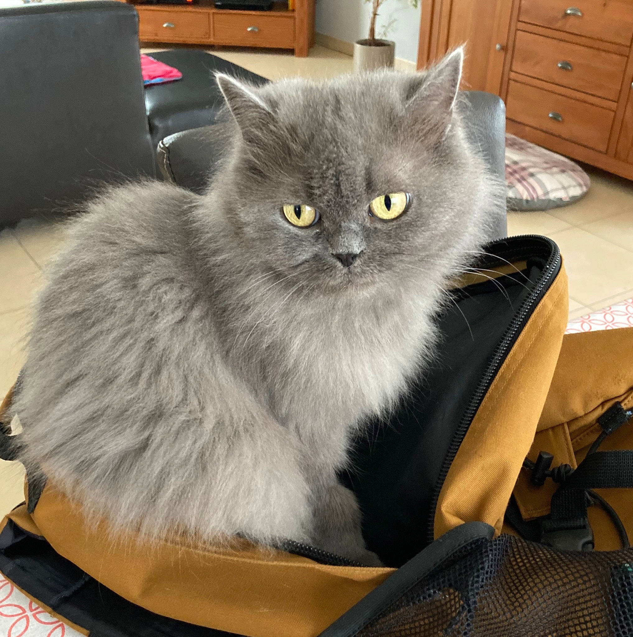 Happie a rejoint le concours — aidez-le/la à gagner de superbes lots ! black_cat, box, british_longhair, cabinetry, carnivore, cat, chest, chest_of_drawers, comfort, cupboard, domestic_short_haired_cat, drawer, dresser, felidae, fur, grey, small_to_medium_sized_cats, snout, tail, whiskers