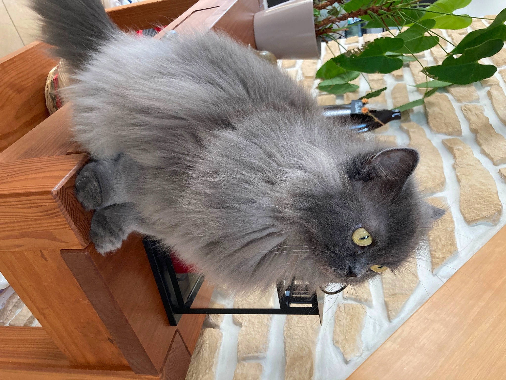 Happie participe au concours pour gagner de l'argent avec cette photo : black_cat, british_longhair, carnivore, cat, claw, domestic_short_haired_cat, fawn, felidae, flooring, fur, grey, hardwood, plant, small_to_medium_sized_cats, snout, tail, varnish, whiskers, wood, wood_stain