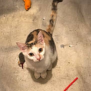 Cecilia joined the competition — help win amazing prizes! cat, calico_cat, pet, animal, toy, floor, concrete, scratched_floor, looking_up, curious, whiskers, ears, tail, playful, indoor, feline, cute, small, domestic_animal, orange_toy