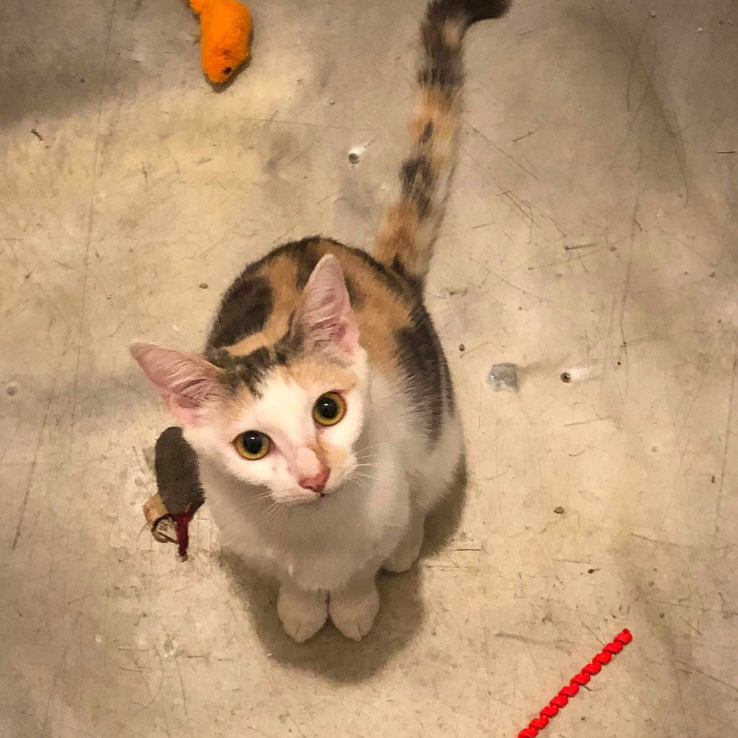 Cecilia joined the competition — help win amazing prizes! animal, calico_cat, cat, concrete, curious, cute, domestic_animal, ears, feline, floor, indoor, looking_up, orange_toy, pet, playful, scratched_floor, small, tail, toy, whiskers