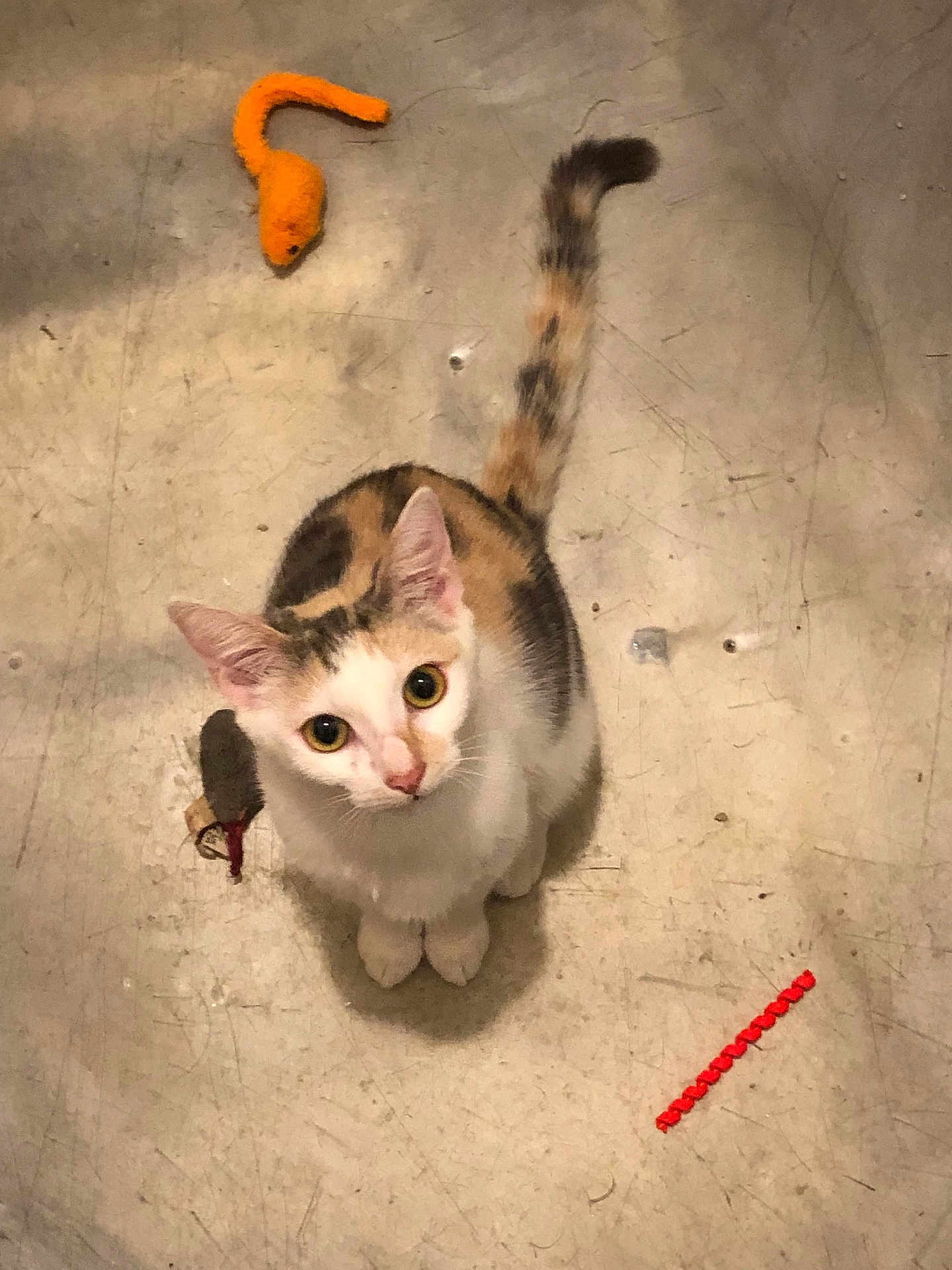 Cecilia joined the competition — help win amazing prizes! cat, calico_cat, pet, animal, toy, floor, concrete, scratched_floor, looking_up, curious, whiskers, ears, tail, playful, indoor, feline, cute, small, domestic_animal, orange_toy