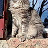 animal, calm, cat, domestic_cat, feline, fluffy, fur, looking_away, nature, outdoor, pet, portrait, reflection, rustic, side_view, sitting, stone, sunlight, tree, window