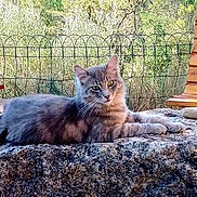 Whisper participe au concours pour gagner de l'argent avec cette photo : animal, bench, cat, fence, fluffy, gray_cat, greenery, mammal, nature, outdoor, peaceful, pet, portrait, relaxed, resting, rocks, stone, sunlight, wildlife, wood