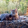 animal, bench, cat, fence, fluffy, gray_cat, greenery, mammal, nature, outdoor, peaceful, pet, portrait, relaxed, resting, rocks, stone, sunlight, wildlife, wood