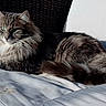 Whisper participe au concours pour gagner de l'argent avec cette photo : animal, calm, cat, cozy, cushion, cute, domestic_cat, feline, fluffy, green_eyes, indoor, long_hair, lounging, pet, portrait, relaxed, resting, soft, sunlight, white