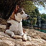 Ushka participe au concours pour gagner de l'argent avec cette photo : animal, canine, cliff, collar, daylight, dog, fur, lake, landscape, nature, outdoor, peaceful, pet, relaxing, resting, rock, scenery, tree, water, wildlife