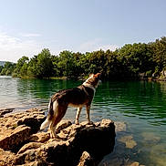 Ushka a rejoint le concours — aidez-le/la à gagner de superbes lots ! animal, calm, canine, daytime, dog, greenery, lake, landscape, majestic, nature, outdoor, reflection, rock, scenery, serene, sky, sunlight, tree, water, wildlife